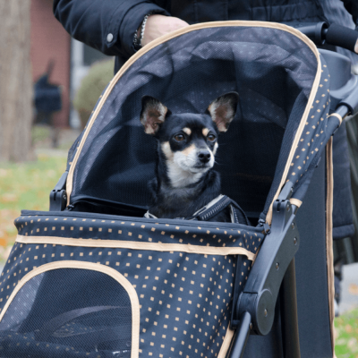 innopet-adventure-hundebuggy-mit-kurzhaarhund