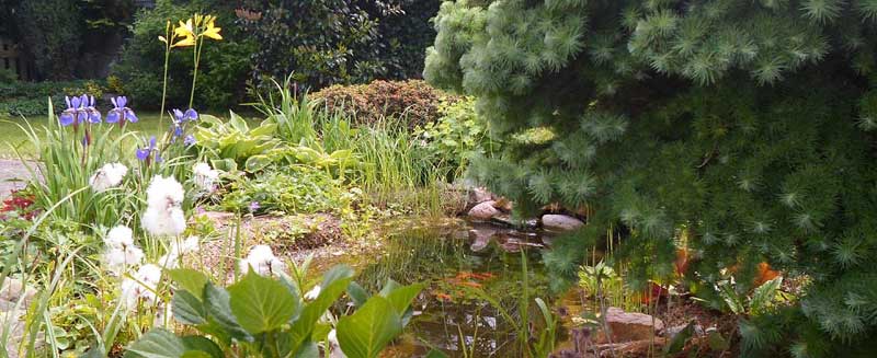 Naturteich: Wohlfühloase im eigenen Garten