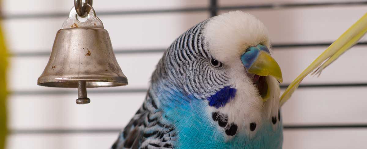 etzt haben US-Forscher bewiesen, dass das Gähnen auch bei Wellensittichen ansteckend ist. Bild: IVH