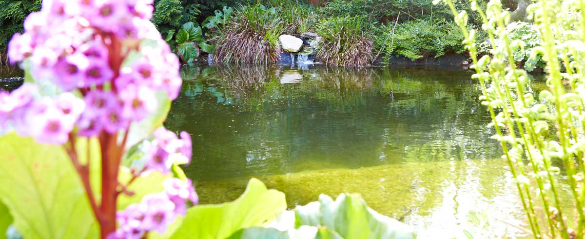 Rein biologisch wirkende Algenmittel sorgen nachhaltig für klares Wasser im Gartenteich. So lässt sich der Sommer genießen. Foto: © sera