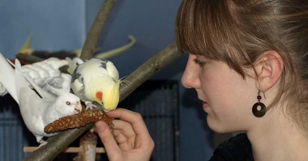 In der Heimtierhaltung steht Futter stets in ausreichender Menge zur Verfügung. Die Folge: Der Vogel legt Hüftgold an. Bild: IVH