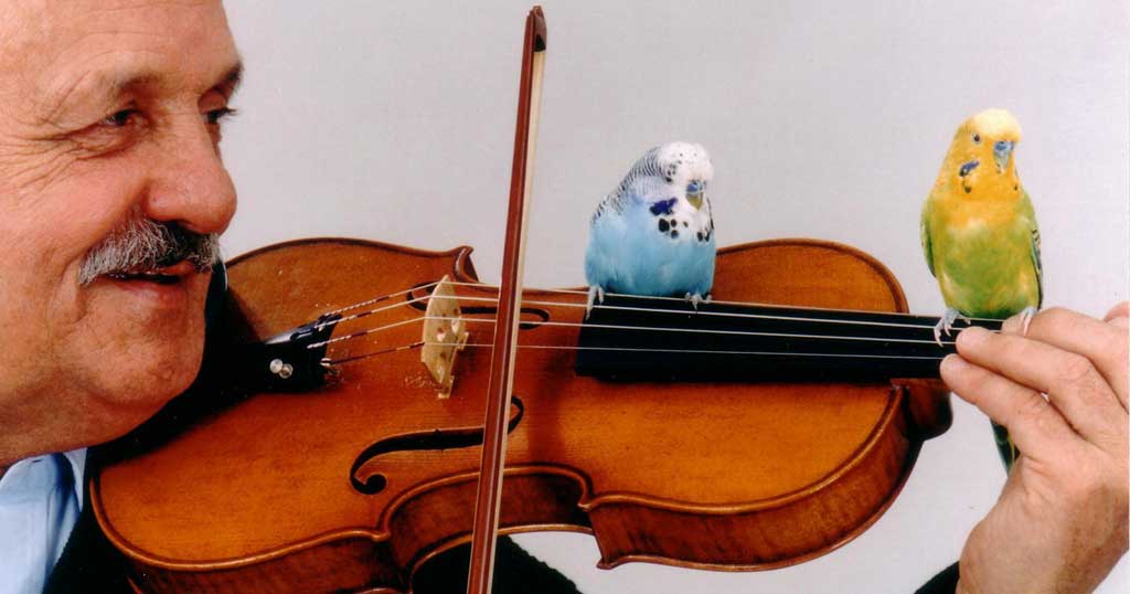 Um den angeborenen Nageinstinkt in andere Wege zu leiten, sollten Vogelfreunde freifliegenden Sittichen Alternativen zum Knabbern bieten. Bild: IVH