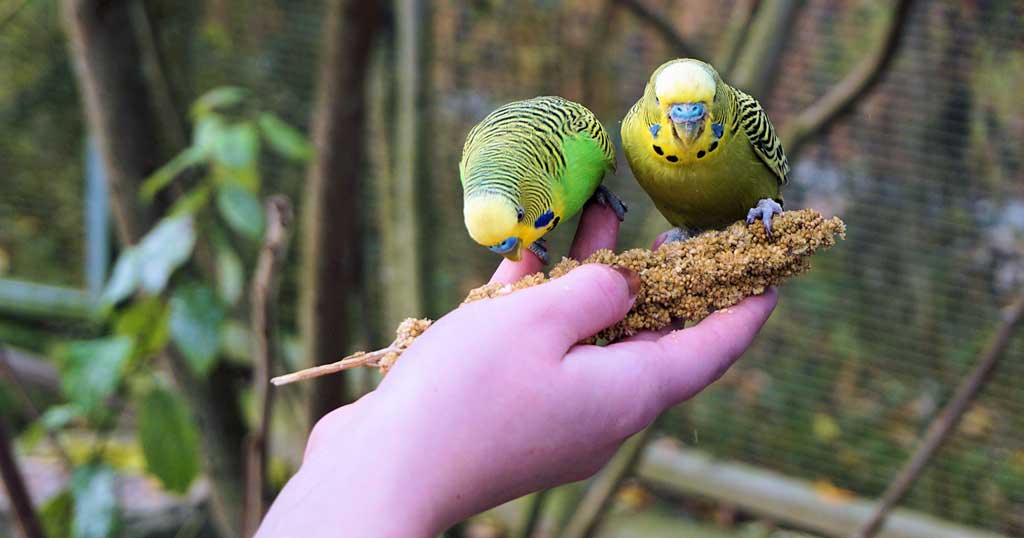 Während der Arbeiten im alten und neuen Zuhause sollten die Vögel an einer möglichst ruhigen Stelle untergebracht sein. Bild: Pixabay/webandi