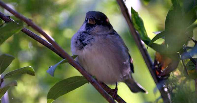 Heimischer Vogel - Spatz. Vogeltränken können jetzt Leben retten. ©Tierfotoagentur Ramona Richter