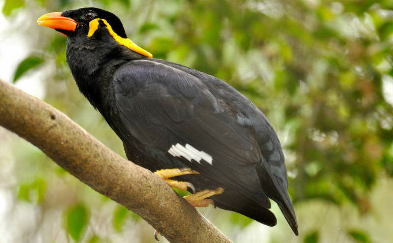 Mittelbeo (Foto Roland Wirth)