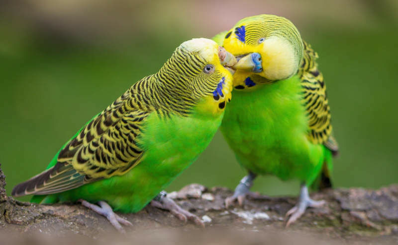 Auch Ziervögel dürfen mit raus. Foto:Pixabay