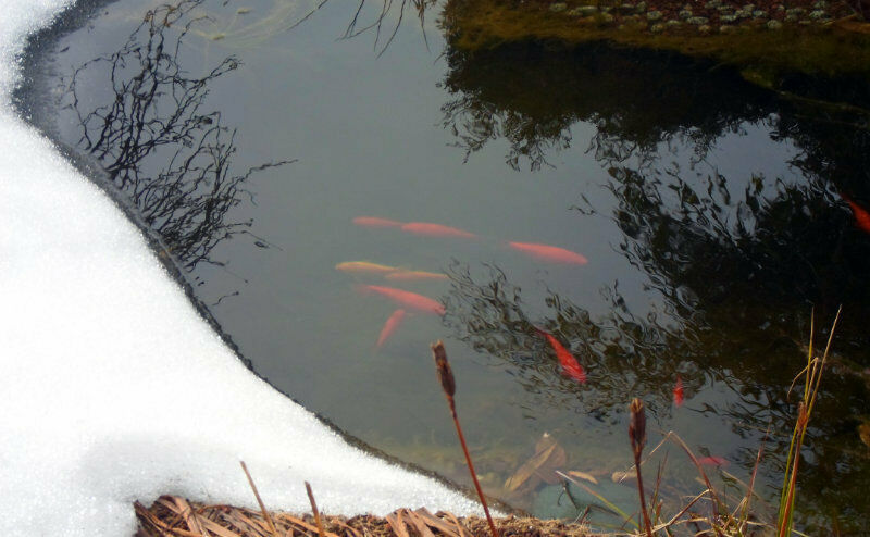 Ein Grund für die Überwinterung im Aquarium kann die Tiefe des Teichs sein. Foto: PetNews/GH