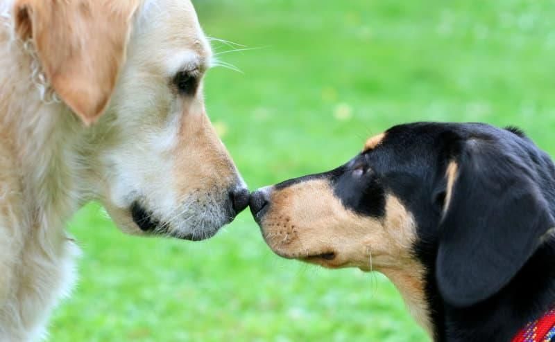 Auch beim Beschnuppern im Park, beim Spazieren gehen oder über Näpfe und Spielzeug anderer Hunde können die Erreger übertragen werden. Foto: iStock/PK-Photos