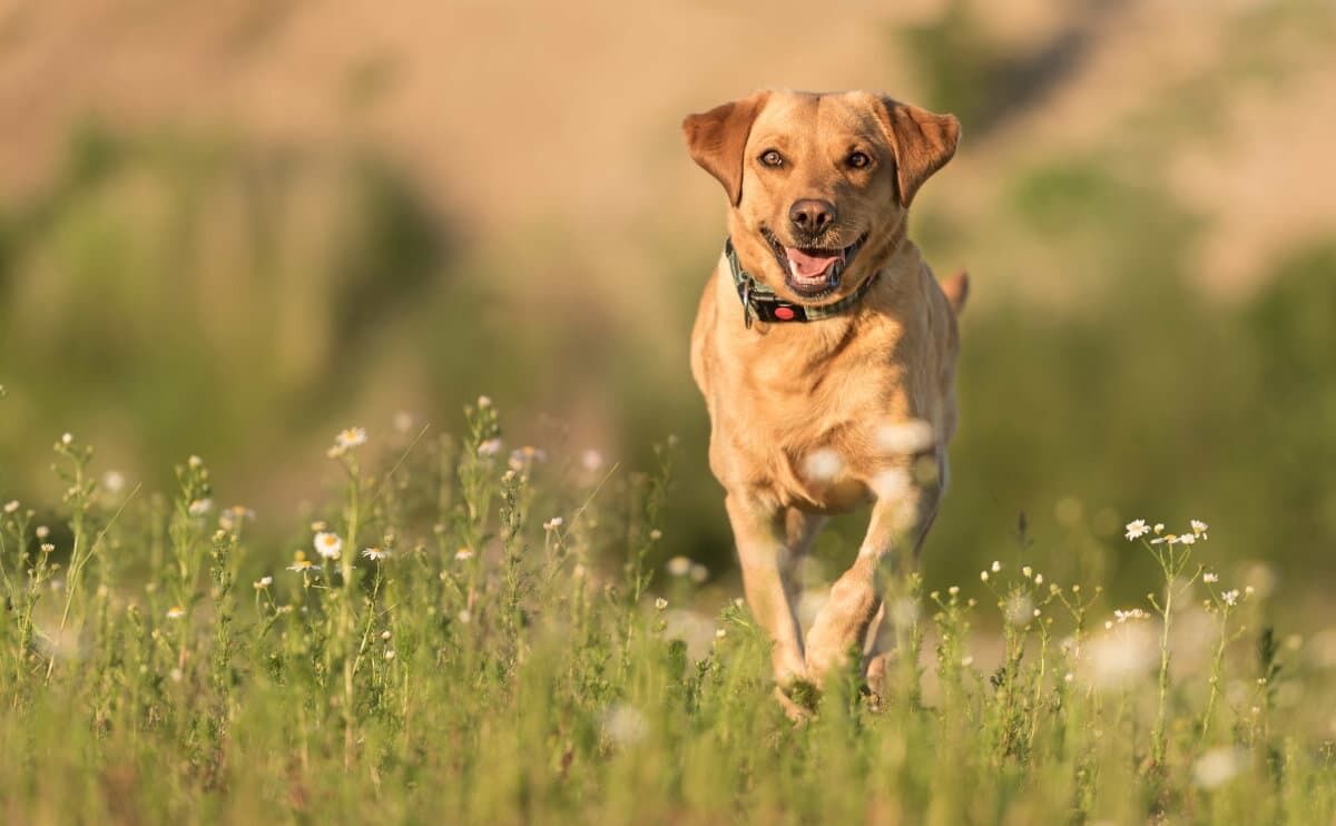 Babesiose-Gefahr für Hunde . Foto: BfT/Thalhofer