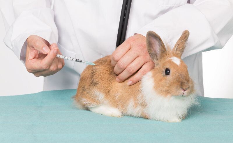 Impfschutz für Kaninchen. Foto: BfT/shutterstock