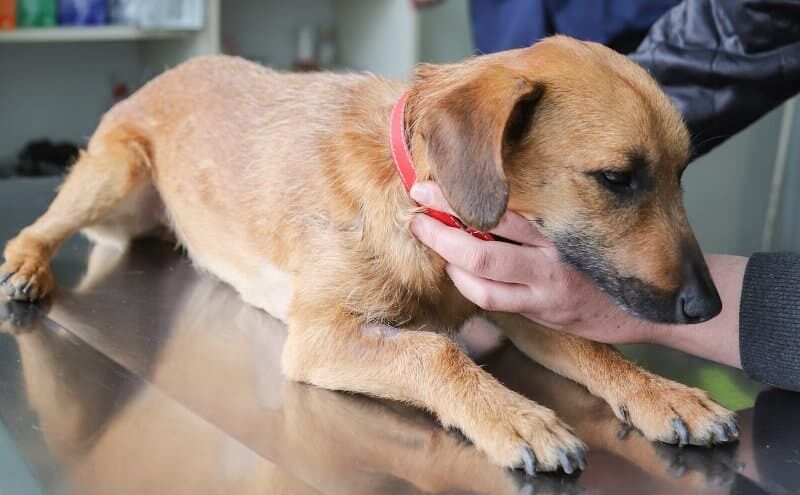 Möglichkeiten der Therapie im Falle von Intoxikationen bei Hund und Katze