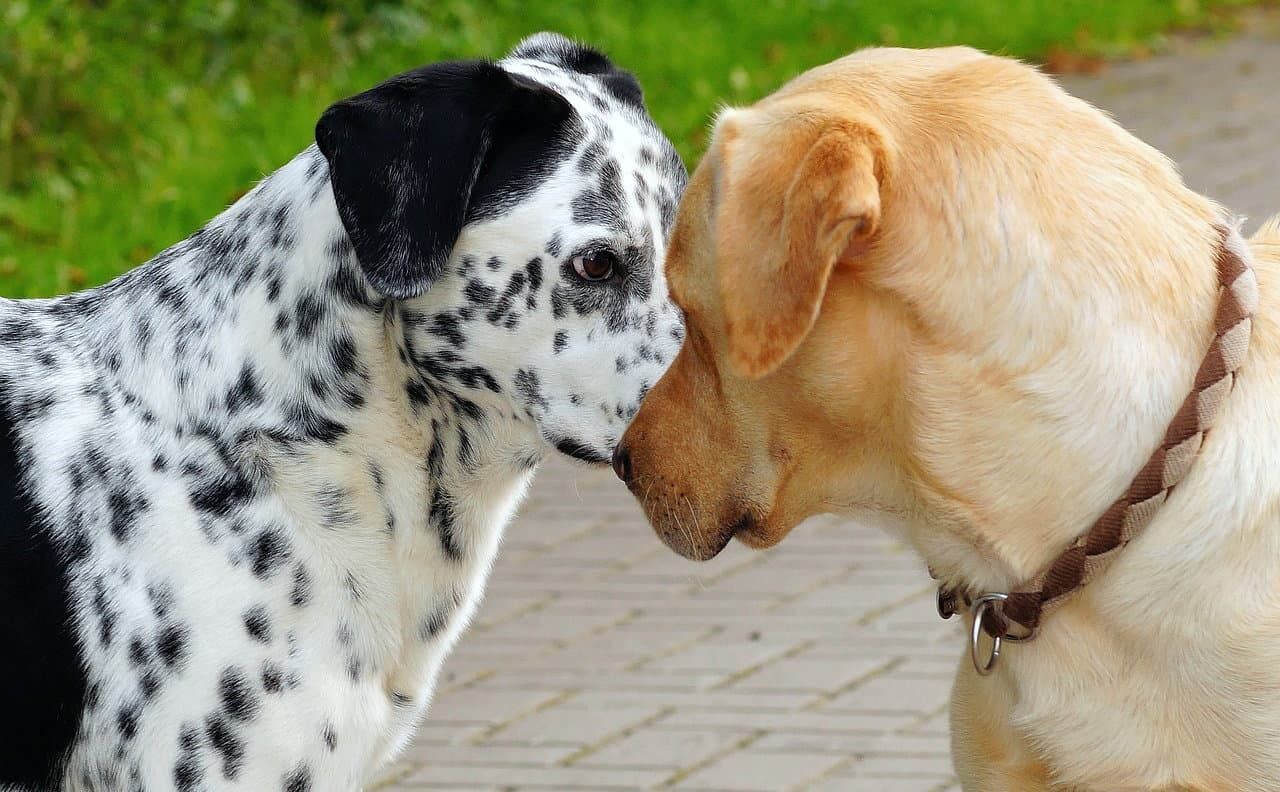 Verhaltenstipps für die Begegnung mit fremden Hunden. Bild: Karsten Paulick/Pixabay