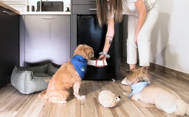 Obwohl der Fokus beim Barfen auf Fleisch liegt, sind Gemüse und Früchte wichtig. Foto: Unsplash