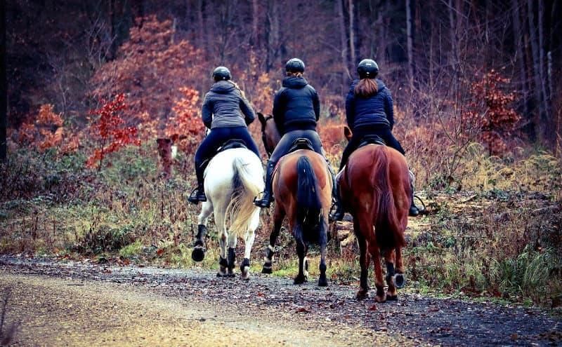 Drei Pferde und Reiter mit Reithelm im Wald. Der Reithelm, ein unverzichtbares Sicherheitsaccessoire. Bild: Thomas G./Pixabay