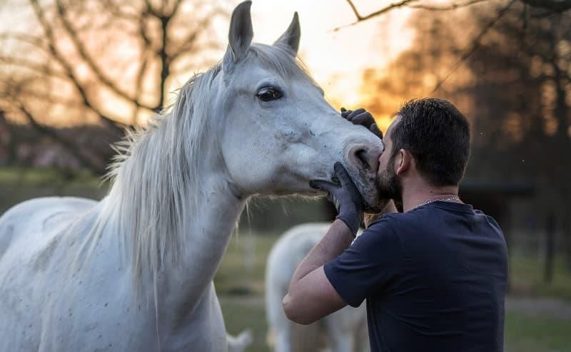 Ein Pferd ist nicht nur ein Begleiter für die Seele, sondern auch ein Fitnesspartner. Foto: Kateřina Hartlová/Pixabay