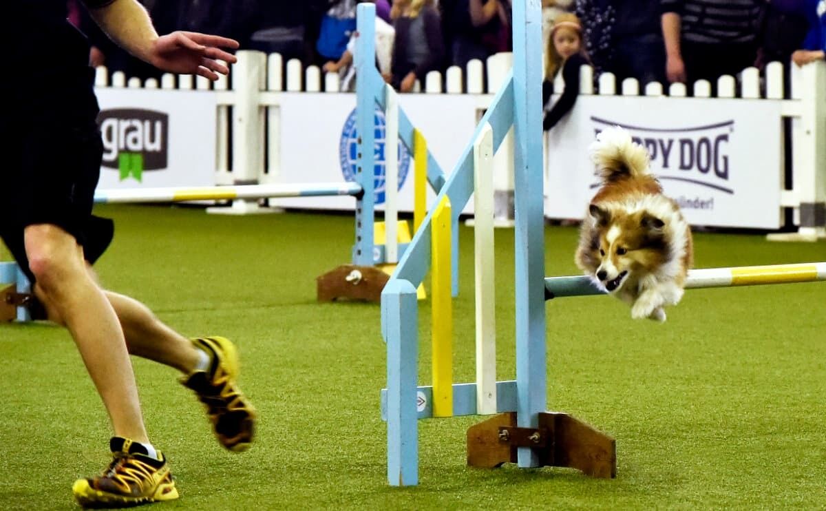 Wer seinen Hund mit zur Messe bringt, den erwartet ein buntes Programm an Mit-Mach-Aktionen. Foto: E. Reinsch