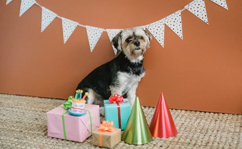 Tipps für den perfekten Hundegeburtstag. Foto: Sam Lion