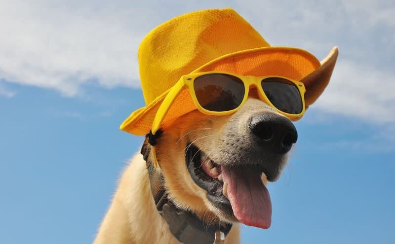 Hundemode: Luxus oder funktionale Notwendigkeit?  Foto: Natallia Vintsik/stock.adobe.com