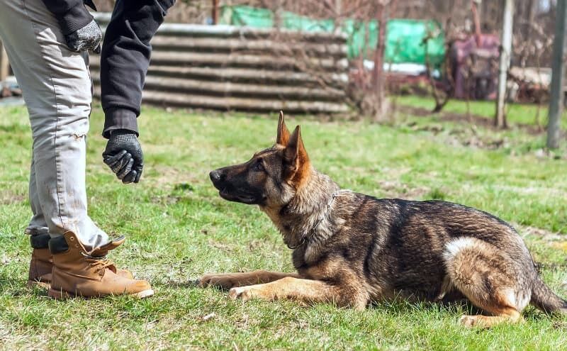 Hundetraining – Die besten Leckerlis und Belohnungen. Foto: Adobe/Stock/nordantin