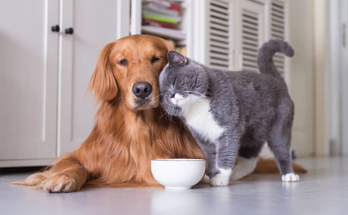 Trends und Innovationen für Heimtiere werden auf der größten Interzoo aller Zeiten zu sehen sein. Foto: WZF/ Olszewski