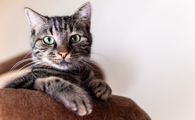 Eine Tierkrankenversicherung kann eine wertvolle Unterstützung im Fall von Krankheit oder Unfall Ihres Tieres sein. Bild: Jill Schafer/Pixabay