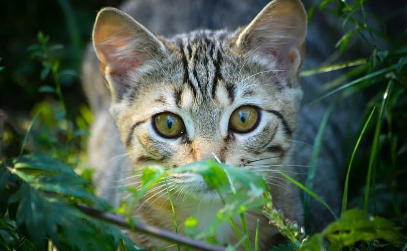 Ein Umzug stellt für Katzen eine große Herausforderung dar. Foto: Michael Sehlmeyer/Pixabay