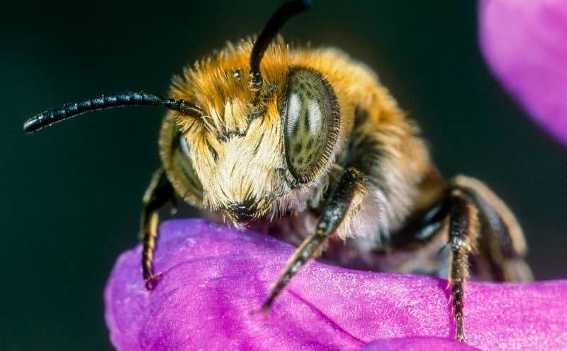 Vierzähnige Kegelbiene (Coelioxys conica). Foto: Roland Günter