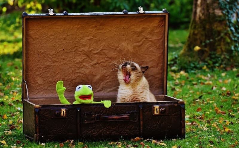 Verreisen mit Haustieren. Foto: pixabay
