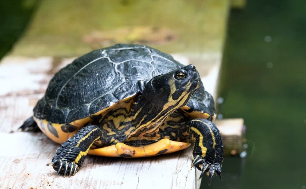 Die Gelbwangen-Schmuckschildkröte steht auf der EU-Liste invasiver gebietsfremder Arten. Foto: BNA/Hirt