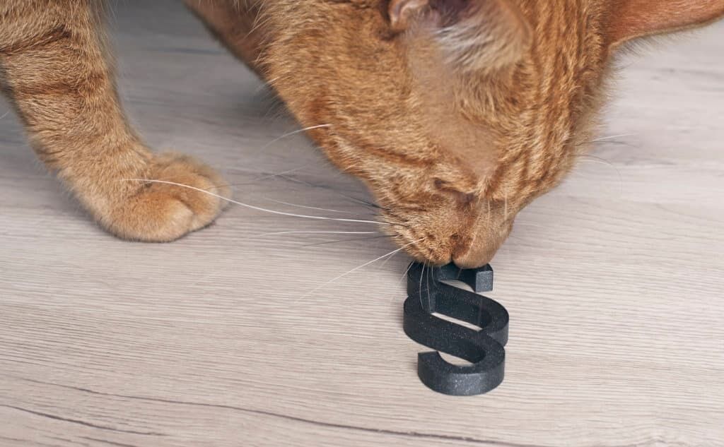 Für die Heimtierhaltung bringt die geplante Novellierung des Tierschutzgesetzes mehr Tierschutz für Heimtiere. Foto: ZZF/Panthermedia, Fotograf: Thorsten Nilson