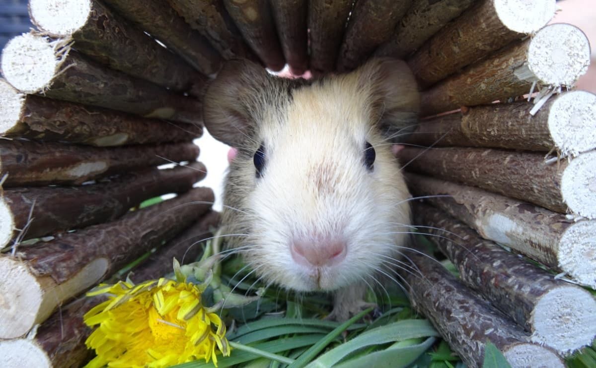 Spiel & Bewegung sind für Kleinsäuger wichtig. Foto: WZF/Adobe