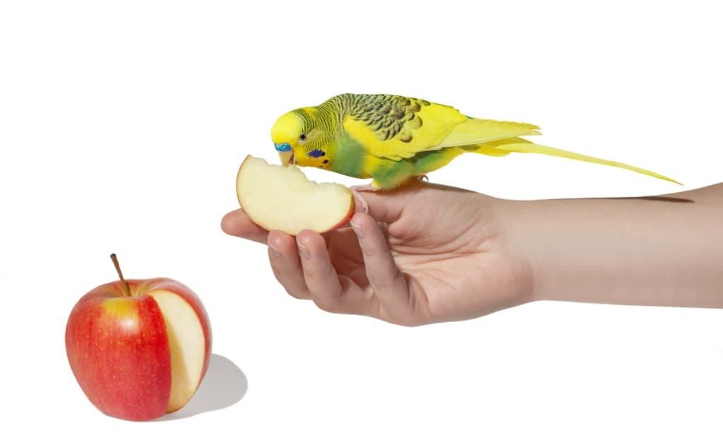 Eine ausgewogene Ernährung sorgt bei Welli & Co. für ein gesundes, vitales Vogelleben. Foto: WZF/Adobe