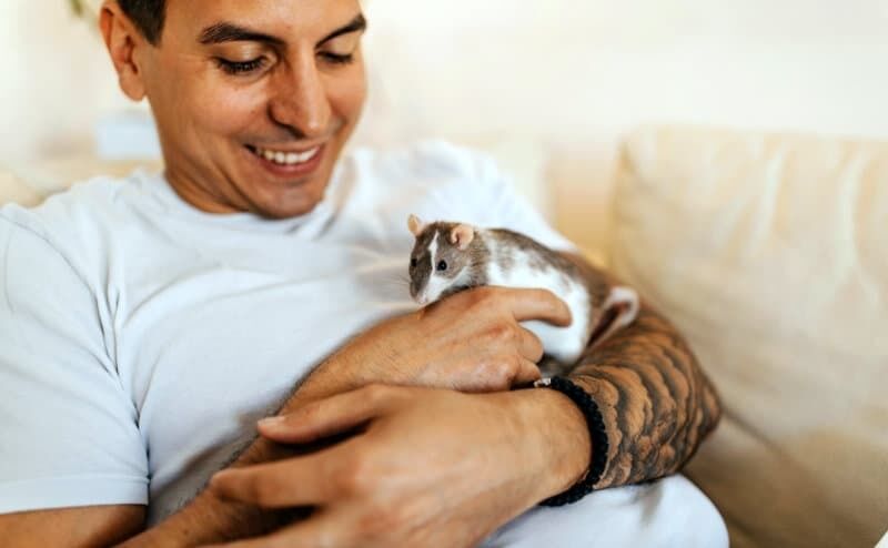 Der ZZF kürt die Farbratte zum Heimtier des Jahres 2025. Foto: WZF/iStock