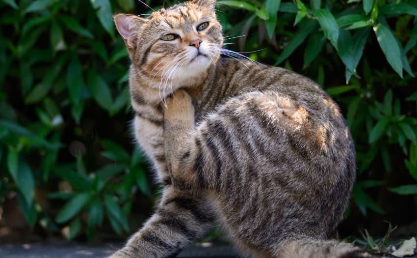 Starker Juckreiz ist das häufigste Symptom einer Flohspeichelallergie. Foto: (iStock/chendongshan)