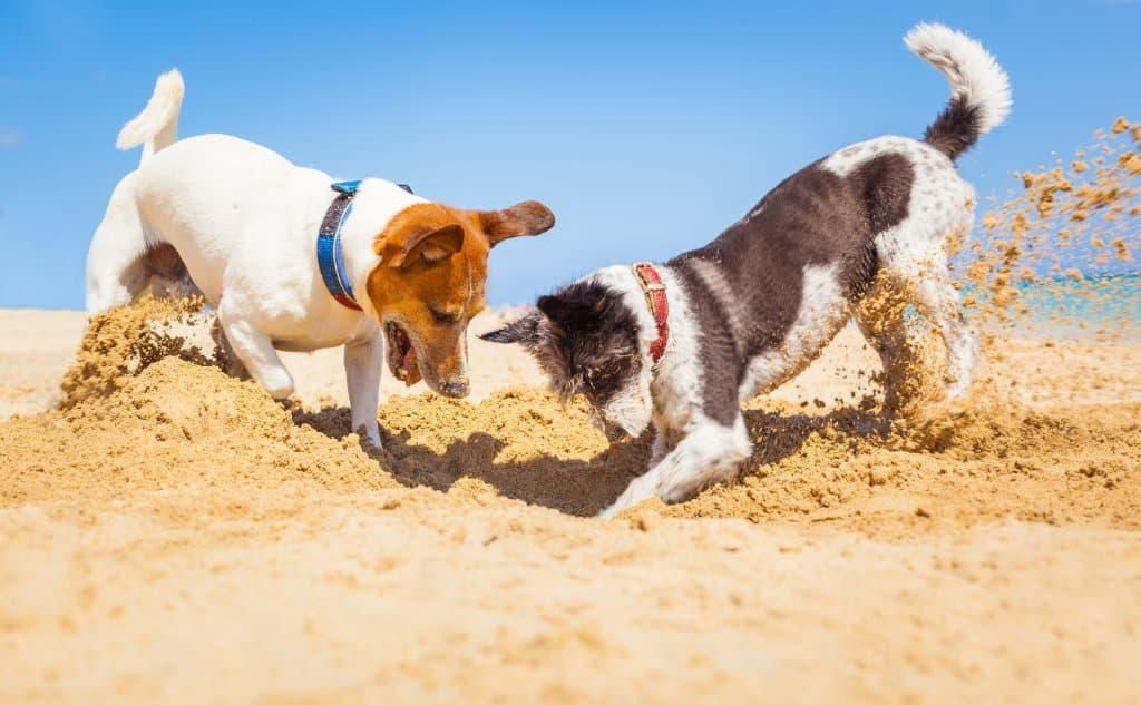 Zwei Hunde spielen im Sand am Strand