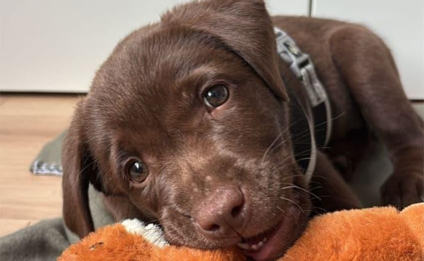 Welpe liegt auf Decke. Ob Hund, Katze oder Kaninchen - Die Aufnahme eines neuen Haustieres will gut überlegt sein. Foto: BfT