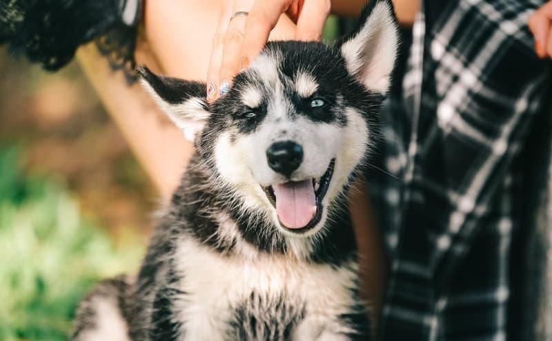 Haustiere können unter einer Vielzahl von Ektoparasiten leiden. Foto: Phuong Le/Pixabay