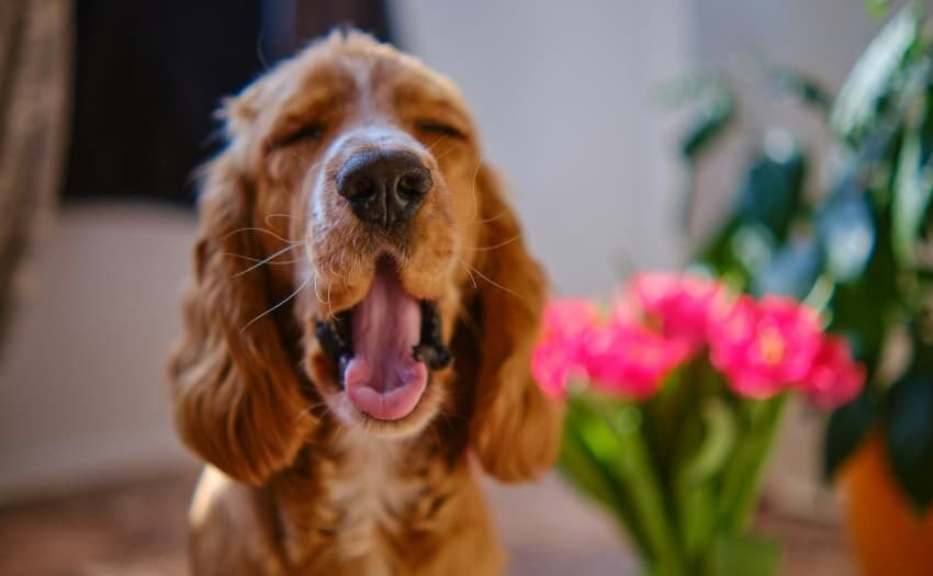 Nicht alle Blumen sind für Haustiere ungefährlich. Foto: Unsplash
