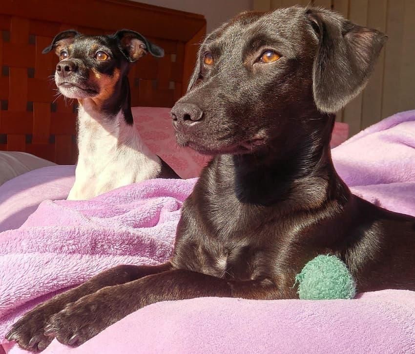 In sozialen Medien entsteht leicht ein Idealbild von dem „perfekten“ Tierleben. Foto: Débora debolog/Pixabay