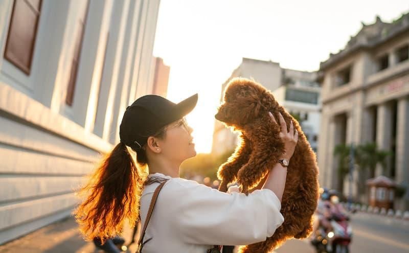 Patzo ist Deutschlands erste App, die Hundebesitzer:innen mit Hundeliebhaber:innen verbindet. Foto: Thuan Vo/Pixabay