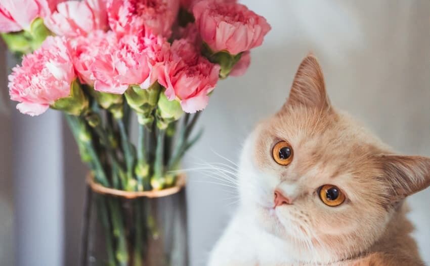 Katzen Blumen Gefahr