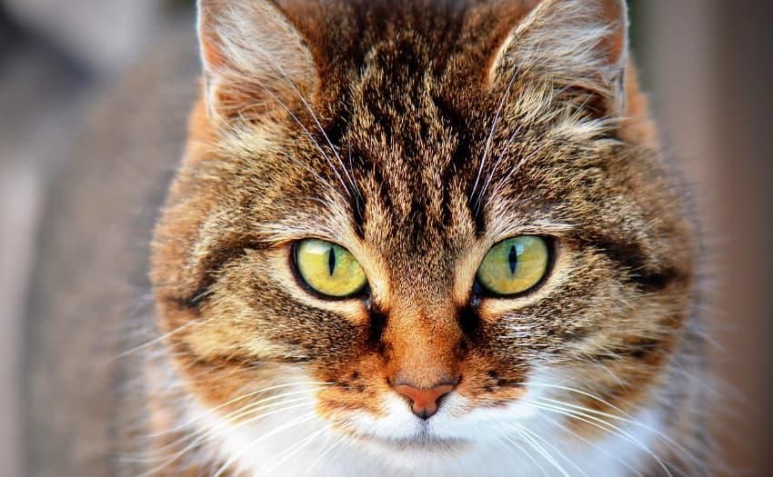 Mit technischen Innovationen bewusst das Zusammenleben mit Haustieren gestalten. Foto: Ben_Kerckx/pixabay