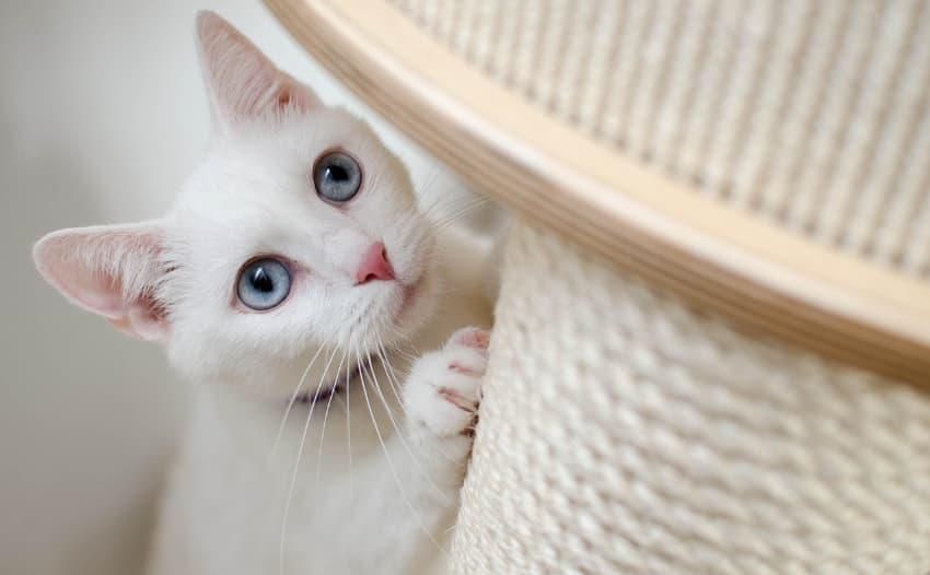 Schäden an Möbeln lassen sich leicht vermeiden, wenn es ausreichend geeignete Kratzmöglichkeiten in der Wohnung gibt. Foto: Daga Roszkowska/Pixabay