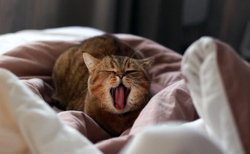 Zahnprobleme bei Katzen beeinträchtigen die Gesundheit und Lebensqualität der Tiere. Bild: Andrew/Pixabay