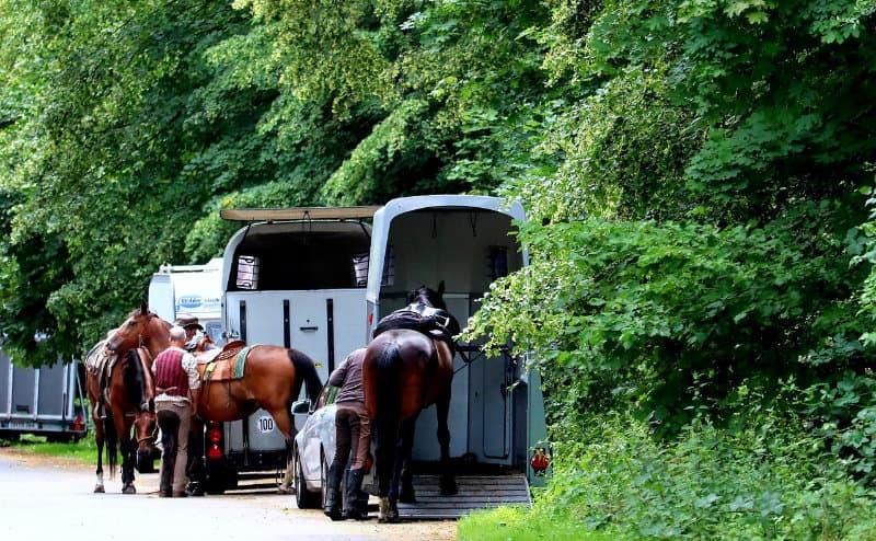 Was beim Kauf eines gebrauchten Pferdetransporters wichtig ist. Bild: Thomas G./Pixabay