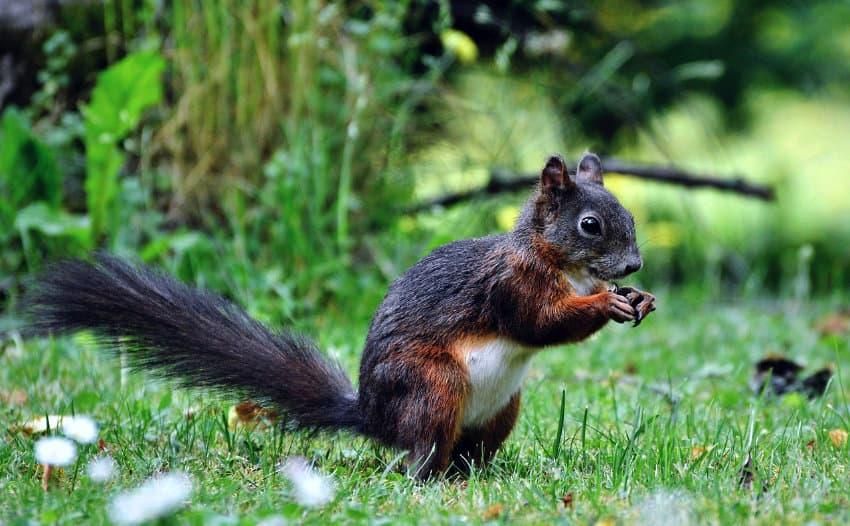Trinkstellen für Eichhörnchen und Vögel jetzt einrichten. Foto: Ralph/Pixabay