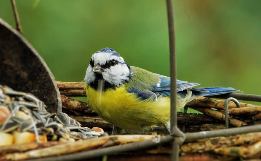 Meise auf Futterplatz