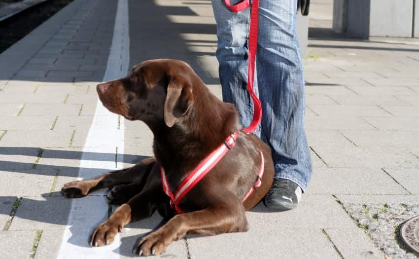 Die Deutsche Bahn befördert pro Jahr etwa 100.000 Hunde. Foto: IVH