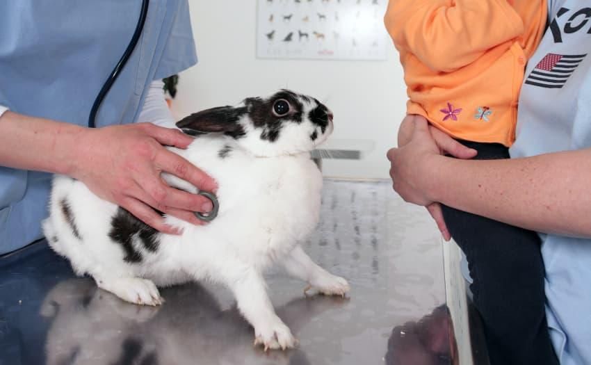 Kaninchen beim Tierarzt - Gesundheit von Kaninchen: Vorsorge ist Fürsorge . Foto: IVH