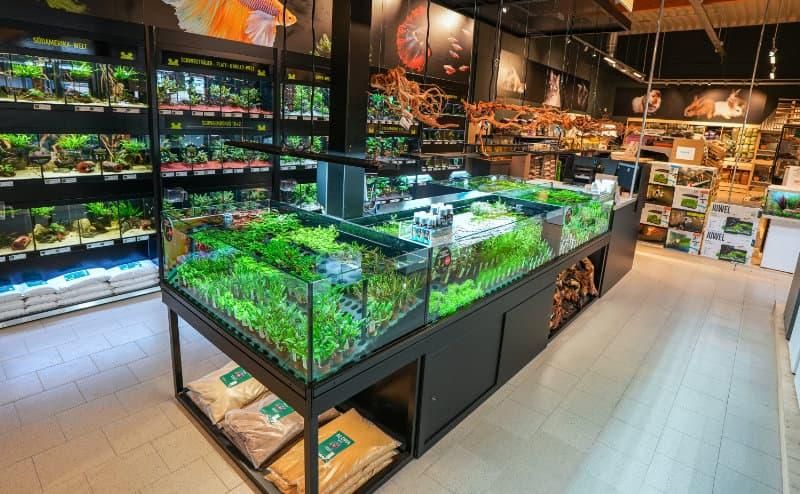 Kölle Zoo in Unterhaching mit spezialisiertem Betta-Block in der Aquaristik. Foto: Kölle-Zoo